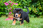 Great Swiss Mountain Dog Puppy