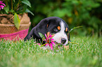 lying Great Swiss Mountain Dog Puppy