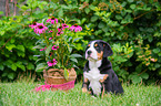 sitting Great Swiss Mountain Dog Puppy