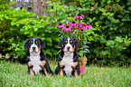 sitting Great Swiss Mountain Dog Puppies