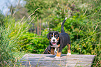 walking Great Swiss Mountain Dog Puppy