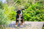 Great Swiss Mountain Dog Puppy