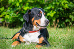 lying Great Swiss Mountain Dog