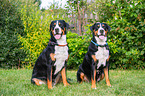 sitting Great Swiss Mountain Dog