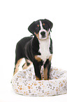 standing Great Swiss Mountain Dog