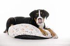 lying Great Swiss Mountain Dog