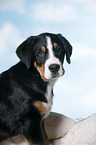 Great Swiss Mountain Dog