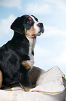 Great Swiss Mountain Dog