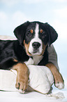 lying Great Swiss Mountain Dog