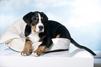 lying Great Swiss Mountain Dog