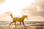 Great Swiss Mountain Dog at the baltic sea