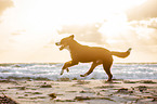 Great Swiss Mountain Dog at the baltic sea