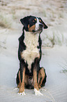 Great Swiss Mountain Dog at the baltic sea