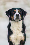 Great Swiss Mountain Dog portrait