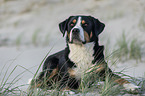 Great Swiss Mountain Dog at the baltic sea