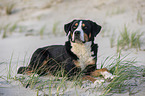 Great Swiss Mountain Dog at the baltic sea