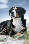 Great Swiss Mountain Dog at the baltic sea