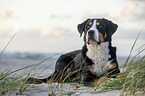 Great Swiss Mountain Dog at the baltic sea