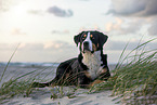 Great Swiss Mountain Dog at the baltic sea