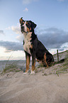 Great Swiss Mountain Dog at the baltic sea