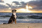 Great Swiss Mountain Dog at the baltic sea