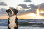 Great Swiss Mountain Dog at the baltic sea