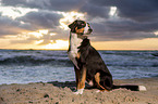 Great Swiss Mountain Dog at the baltic sea