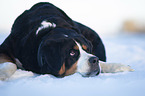 lying Great Swiss Mountain Dog