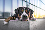 Great Swiss Mountain Dog in the city