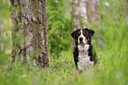 Great Swiss Mountain Dog