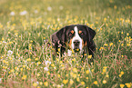 Great Swiss Mountain Dog