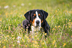 Great Swiss Mountain Dog