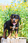 Greater Swiss Mountain Dog Puppy