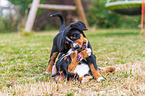 Greater Swiss Mountain Dog Puppies