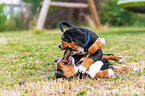 Greater Swiss Mountain Dog Puppies