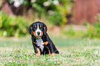 Greater Swiss Mountain Dog Puppy