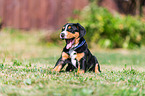 Greater Swiss Mountain Dog Puppy