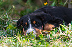Greater Swiss Mountain Dog Puppy