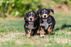 Greater Swiss Mountain Dog Puppies