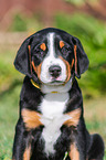 Greater Swiss Mountain Dog Puppy
