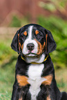 Greater Swiss Mountain Dog Puppy