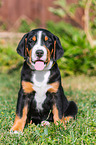 Greater Swiss Mountain Dog Puppy