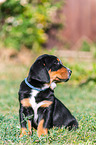 Greater Swiss Mountain Dog Puppy