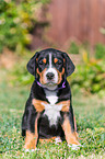 Greater Swiss Mountain Dog Puppy