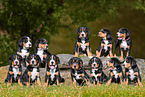 Greater Swiss Mountain Dog Puppies