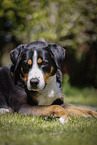 male Great Swiss Mountain Dog