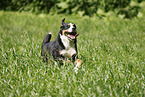 male Great Swiss Mountain Dog