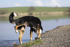 male Great Swiss Mountain Dog