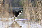 male Great Swiss Mountain Dog