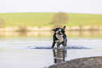 male Great Swiss Mountain Dog